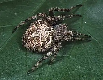 female