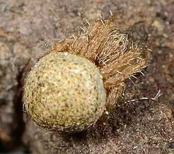 juvenile female
