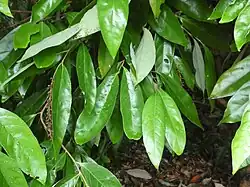 Foliage