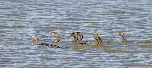 in Argentina