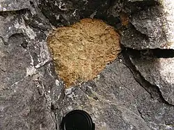 Rounded, yellow, weathered peridotite xenolith in a nephelinite lava flow at Kaiserstuhl, SW Germany