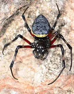 female