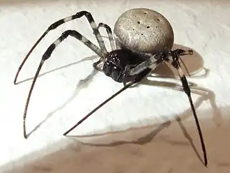 female N. livida
