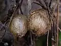Tubers close up