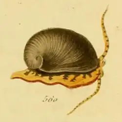 Early drawing of Neritina pulligera