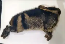 Striped rabbit lying on its side on a table