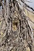 Nest