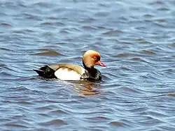 Red-crested pochard, Albufera, Mallorca