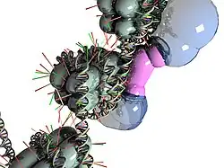 Chromatin remodeling occurs, causing the gene to be 'turned off'