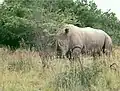 Ceratotherium simum