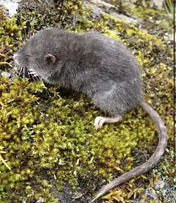Picture of a Montane fish-eating rat
