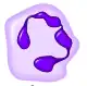 Neutrophil