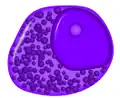Neutrophilic promyelocyte