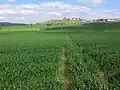Wheat fields in the Valley of Elah