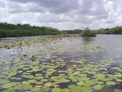 Image 6A view of New River, Belize
