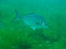 A photograph showing a blue moki from New Zealand.