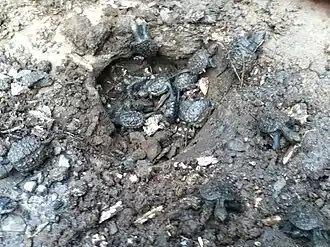 Hatchlings emerging from the ground