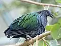 Nicobar pigeon in the national park.