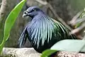Nicobar pigeon in a zoo