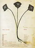 Cod. Vind. 93 13th cent. Ni[m]fea