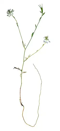 Botanical scan