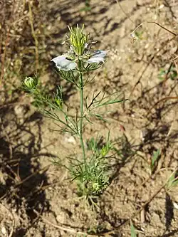 Habit