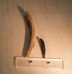 large and small, long teeth