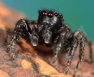 male