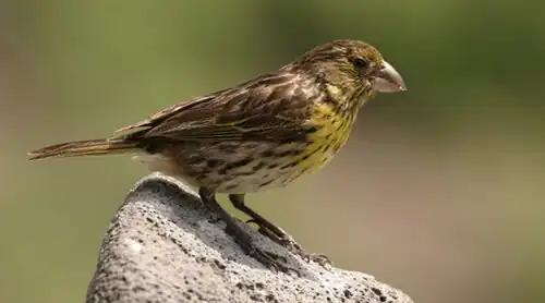 Nihoa finch