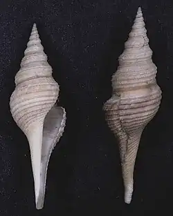 Nihonia australis