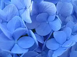 'Nikko Blue'