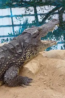 There are no longer any nile crocodiles in Seoul Grand Park