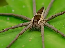 N. albocinctus