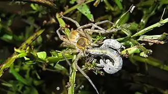 preying on caterpillar