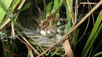with egg sac