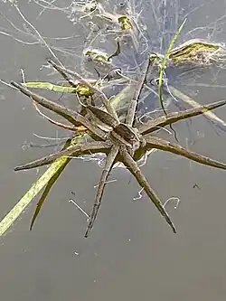 N. massajae