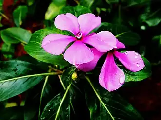 Periwinkle Plant in India
