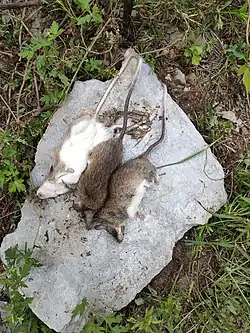 Brown and white rats