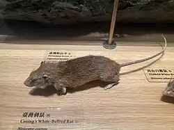 Brown rat