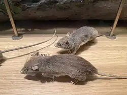 Brown rats