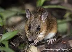 Brown and white rat