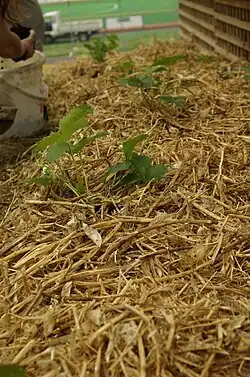 An image of a no-dig garden, with straw covering the soil.