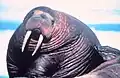 Odobenus rosmarus