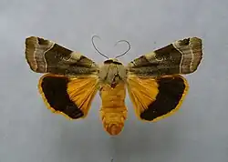 Broad-bordered yellow underwing Noctua fimbriata Noctuinae