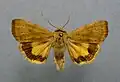 Least yellow underwing Noctua interjecta Noctuinae