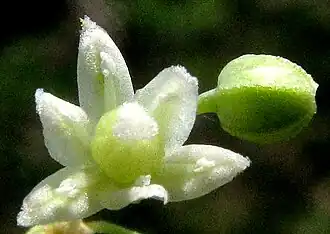 Nolina lindheimeriana functionally female flower