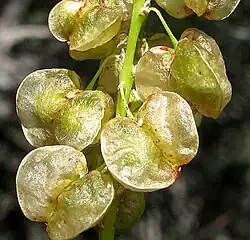 Nolina lindheimeriana 3-winged capsular fruits