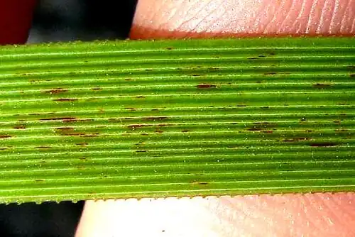 Nolina lindheimeriana blade with finely toothed margins