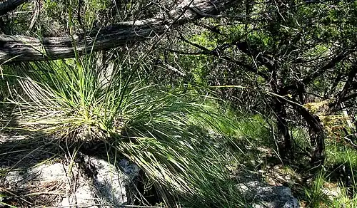 Nolina lindheimeriana in habitat on limestone ledge