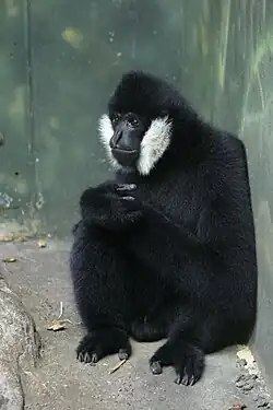 Northern White-Cheeked Gibbon (Nomascus leucogenys)